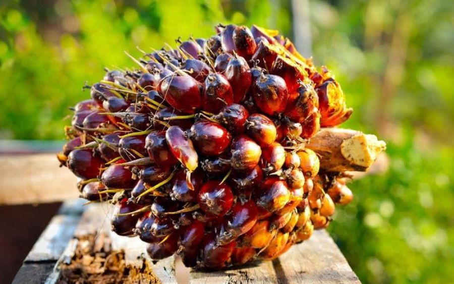Harga TBS Sawit di Kabupaten Muko Muko Bengkulu Melonjak Rp.3000 Jelang Ramadan 2025, Petani Full Senyum